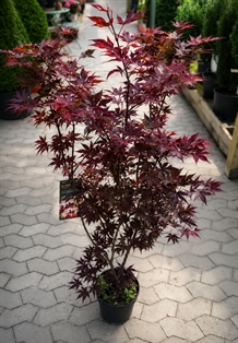 Japansk ahorn `Bloodgood`